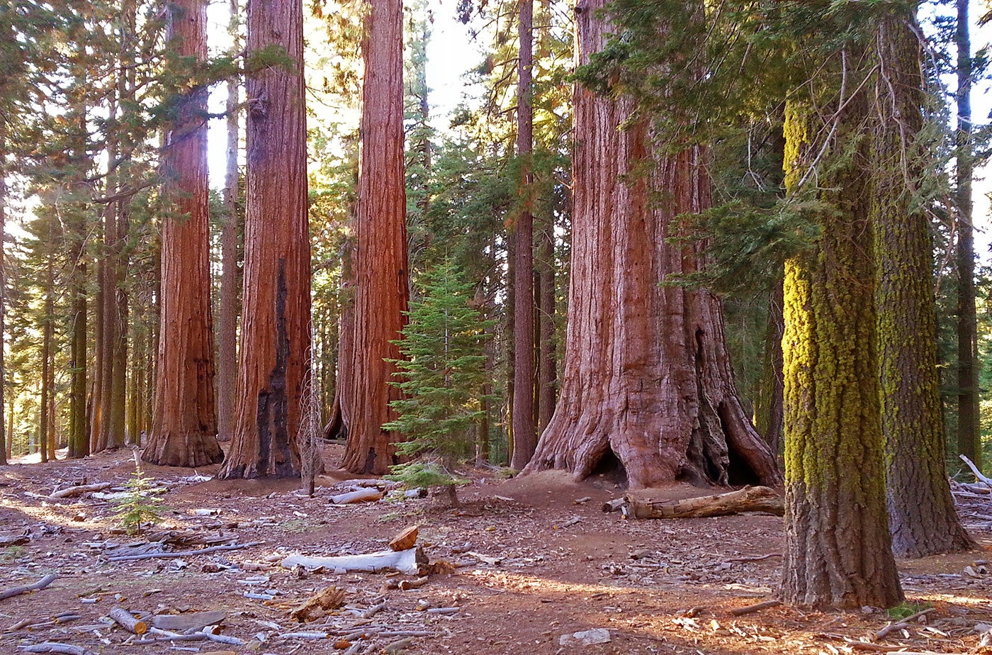 Giant sequoia trees stretching high into the forest canopy at Yosemite.